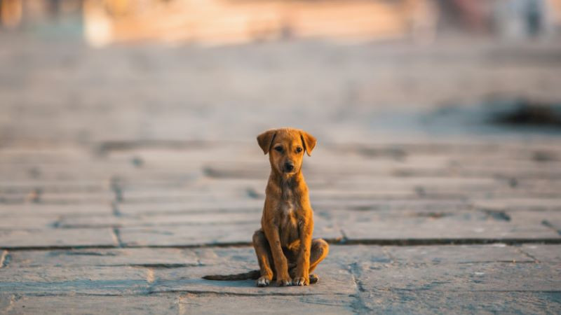 Разследват случай на хвърлени кучета в шадрафан в Стара Загора